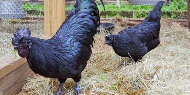 «دجاج لامبورغيني» أغلى وألذ الدواجن في العالم