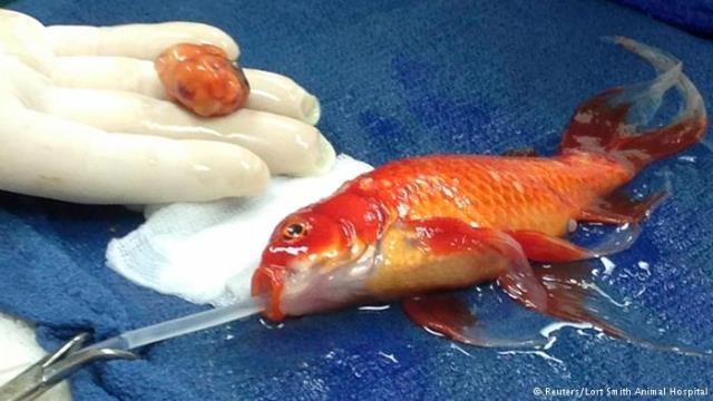 جراحة ناجحة في أستراليا لإزالة ورم من رأس سمكة