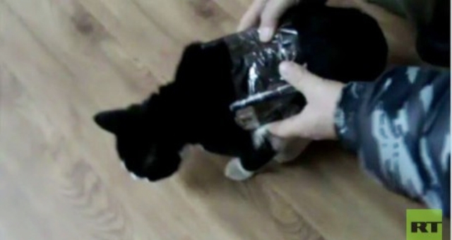 بالفيديو.. قطة تهرّب هواتف محمولة للسجناء