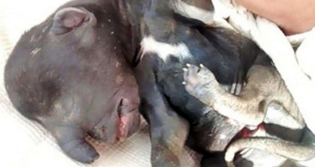 بالفيديو... ولادة كلب بخرطوم فيل في الأرجنتين!