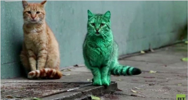 بالفيديو.. قط أخضر زمردي غريب يظهر في شوارع بلغاريا