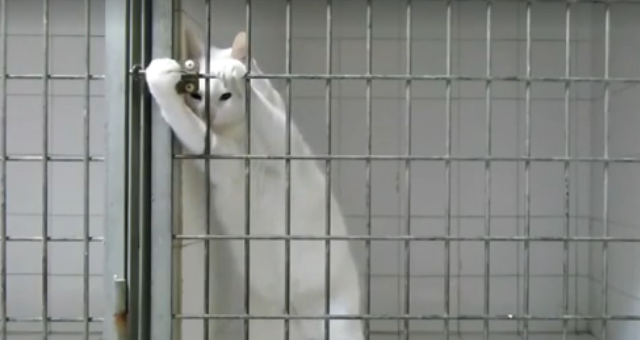 بالفيديو .. ذكاء قطة يقودها للخروج من محبسها