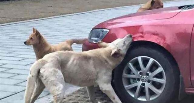 بالصور.. كلاب تنتقم من رجل دهس رفيقهم بسيارته