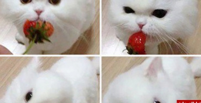 بالصور.. حيوانات تأكل فراولة وتوت وكأنهم فى فيلم رعب