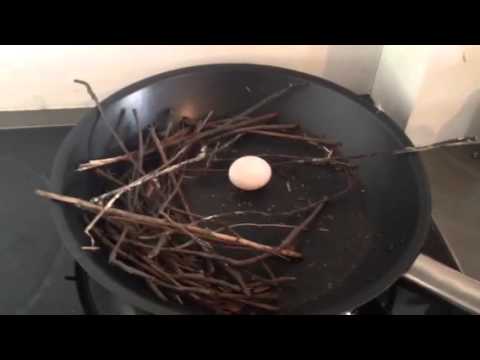 فيديو....حمامة تقتحم منزلا وتضع بيضها في المقلاة