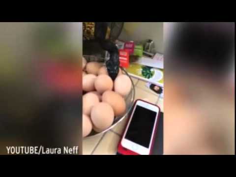 فيديو...أفعى تفاجئ سيدة و تسرق البيض من مطبخها