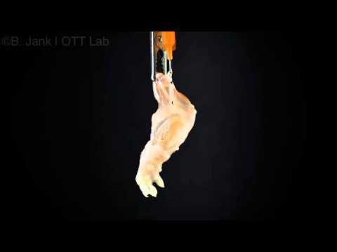 فيديو...علماء يصنعون أول عضو حيوي