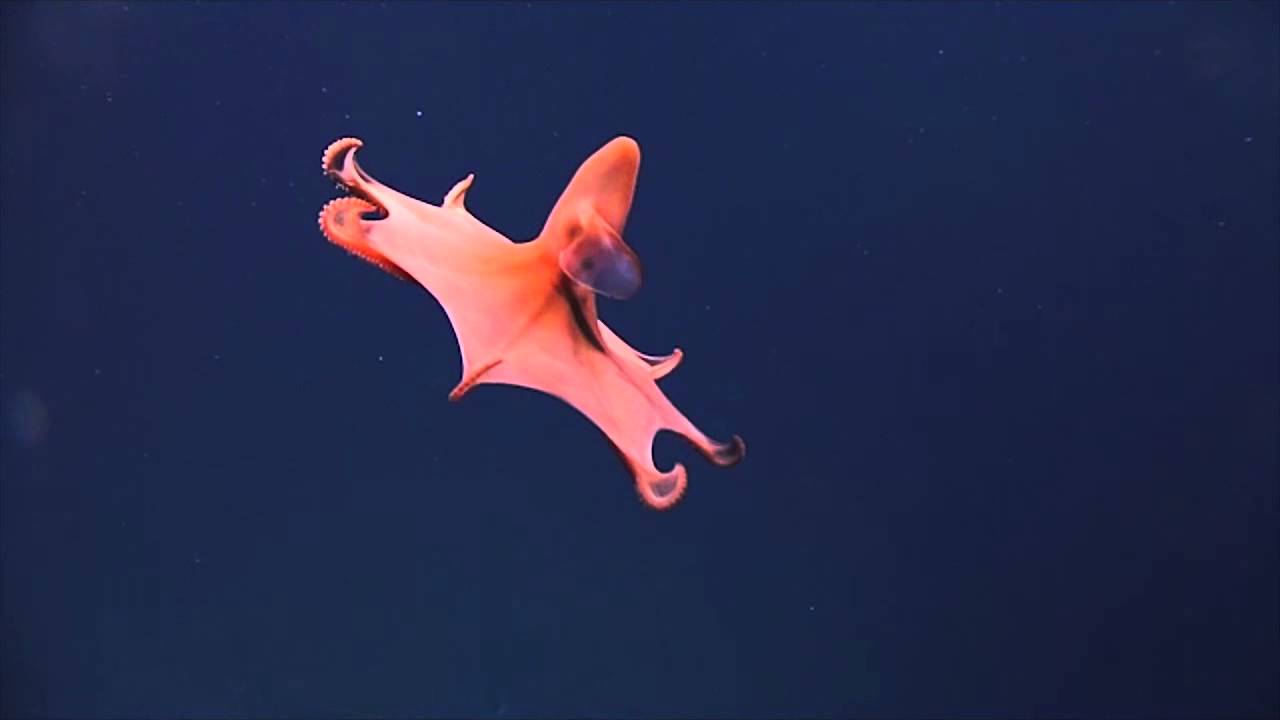 فيديو...إكتشاف أغرب الكائنات البحرية على الإطلاق