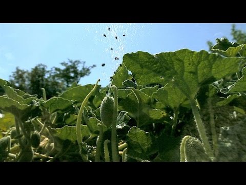 بالفيديو: نباتات تُفجر نفسها