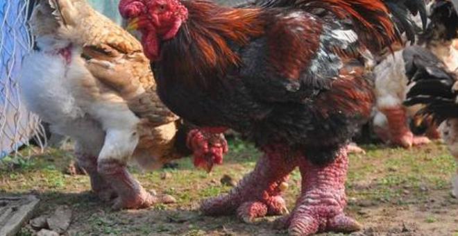 «دونغ تاو» دجاج نادر بساق التنين