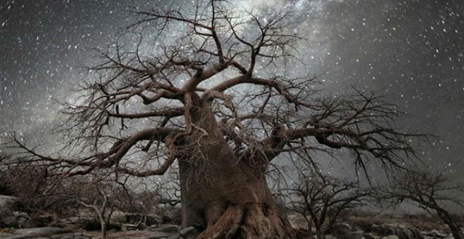 بالصور: أقدم الأشجار في العالم