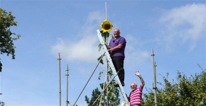 ألماني يزرع أطول نبتة دوار شمس في العالم