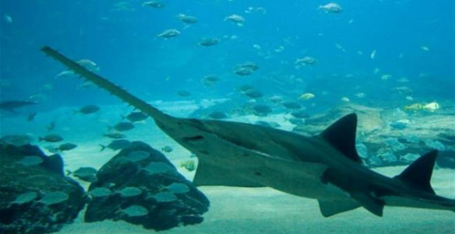 اكتشاف مجموعة من أسماك القرش تتكاثر دون تزاوج