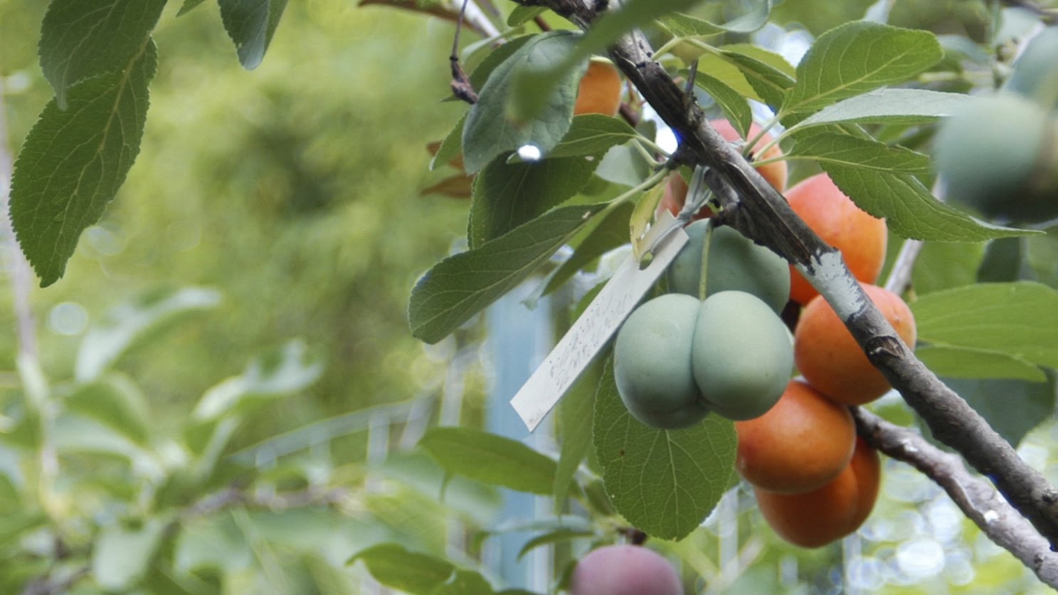 شجرة ملقمة تنتج 40 نوعا من الفاكهة