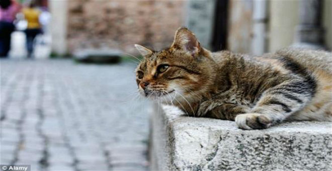 بلدة إسبانية تعطي حقوقا كاملة للقطط والكلاب