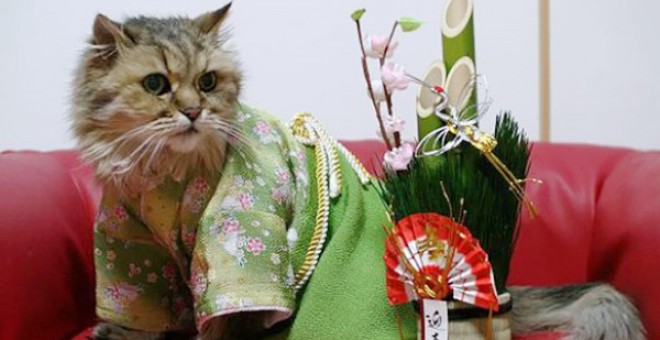 صور رائعة .. قطط ترتدي الزي الشعبي في اليابان