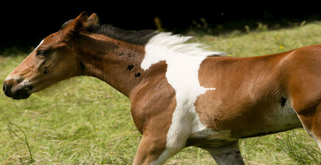 بالصور: مهر يولد بعلامة على شكل حصان أبيض