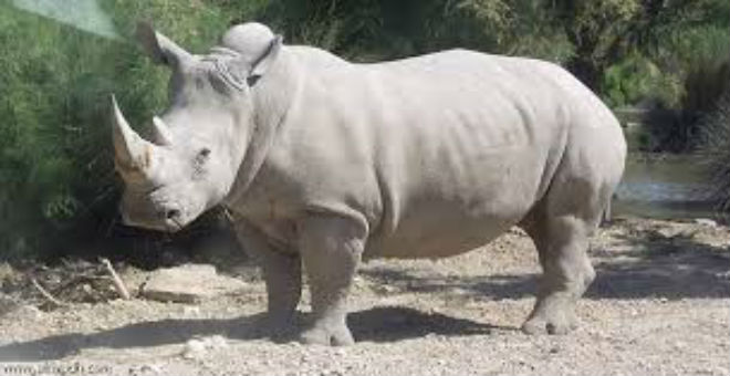 استنساخ قرون وحيد القرن لحمايته من الإنقراض