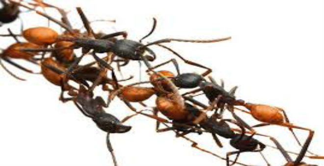 10 وسائل طبيعية للتخلص من النمل في المنزل