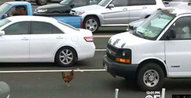 القبض على دجاجة تسببت فى اختناق مروري بطريق سريع فى أمريكا