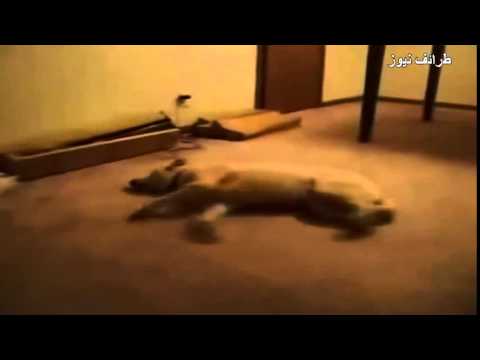 شاهد كيف تتصرف الكلاب أثناء حُلمها خلال النوم