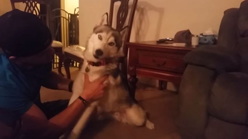 بالفيديو : كلب يأكل الماريخوانا بالخطأ..شاهد ماذا وقع له!