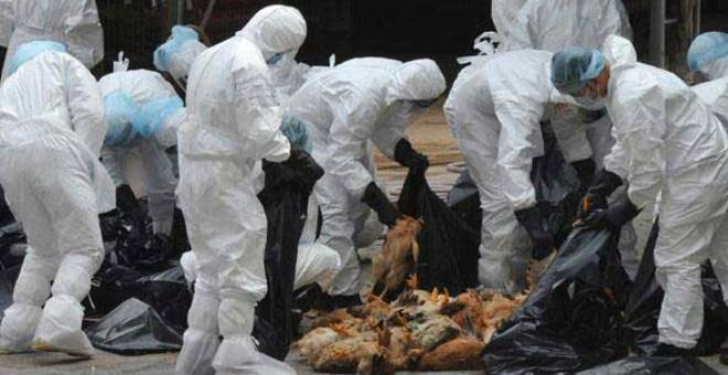 مهنيون: فيروس انفلونزا الطيور دخل إلى المغرب من الجزائر
