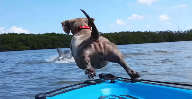 بالفيديو..كلب صغير يريد اصطياد دلفين