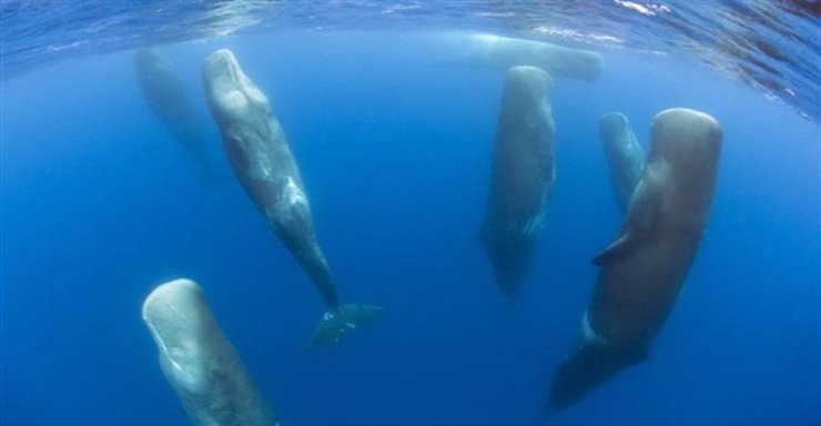 بالفيديو: كيف تنام الحيتان تحت الماء؟