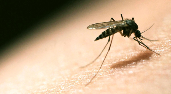 المغرب سجل 400 حالة ملاريا خلال 5 سنوات جلها مستوردة من الخارج!