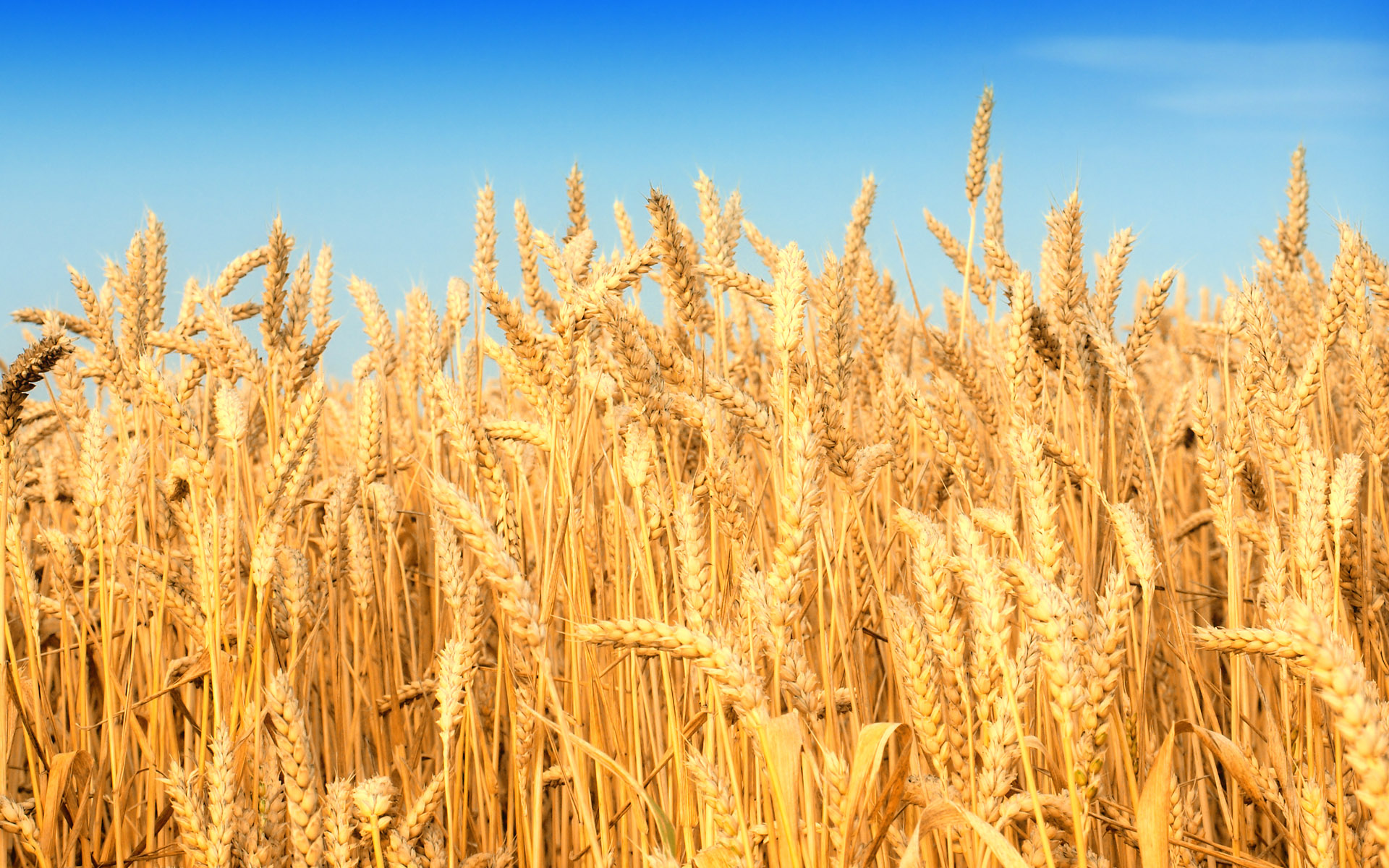 وزارة الفلاحة: إنتاج الحبوب انخفض بـ70% خلال هذه السنة