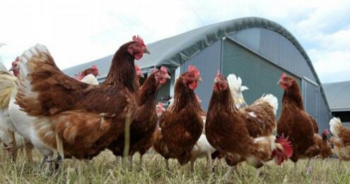 فيدرالية الدواجن: الدجاج ''الكروازي'' سليم ولا خوف منه على الصحة