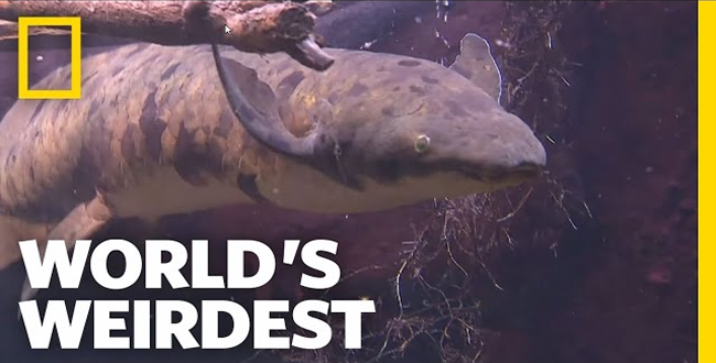 بالفيديو.. سمكة غريبة تقضي سباتا تحت التراب قد يصل إلى أربع سنوات متواصلة دون أكل أو شرب