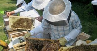 تربية النحل في المغرب