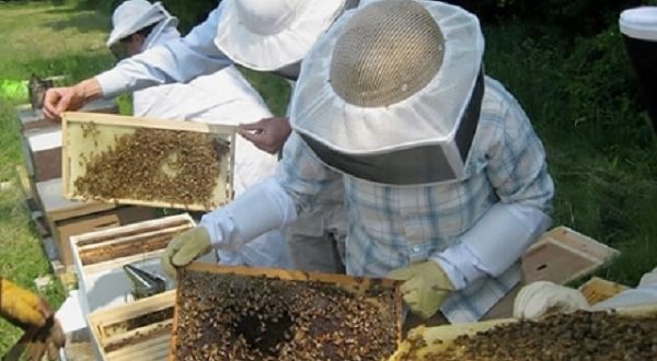 تربية النحل في المغرب