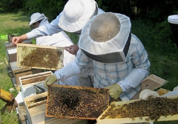 مربو  النحل مغاربة يستفيدون من تجارب هولندا
