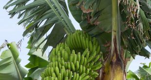 تصدير الموز الكناري إلى المغرب،