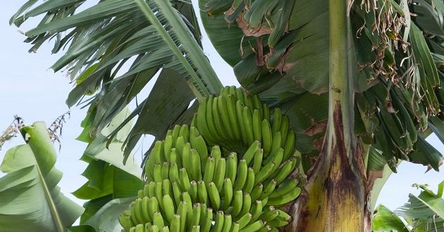 تصدير الموز الكناري إلى المغرب،