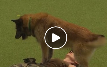 فيديو مؤثر جدا .. شاهد ماذا فعل هذا الكلب الوفي مع صديقته !
