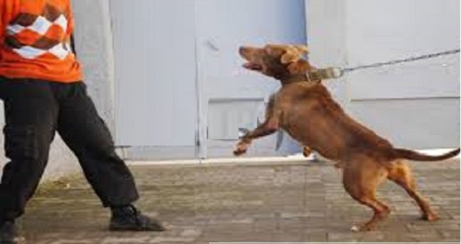 الخميسات: الأمن يستعمل السلاح الوظيفي لإيقاف شخص يستعمل كلبا شرسا
