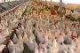 أسعار الدجاج تلهب جيوب المغاربة ومهنيون يوضحون الأسباب