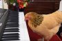 شاهد فيديو طريف لمهارة دجاجة في العزف على آلة البيانو !!