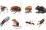 9 طرق بسيطة للتخلص من الحشرات في الصيف