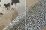 بالفيديو.. ظهور مخلوق غريب مغطى بالصدف على الشاطئ