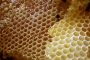 امرأة تجد أكثر من 150 كيلوغراما من العسل في سقف منزلها