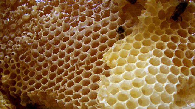 امرأة تجد أكثر من 150 كيلوغراما من العسل في سقف منزلها
