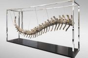 الكشف عن معطيات جديدة حول ذيل ديناصور مغربي بيع بالمكسيك