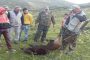 عملية قتل الخنازير البرية متواصلة وتافراوت تقضي على 50 منهم.