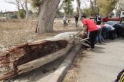 إصابة 8 مصلين إثر سقوط شجرة بسلا الجديدة