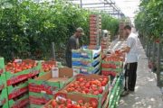 المغرب يعزز مكانه كأول مصدر للخضر والفواكه لإسبانيا